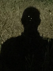 Microphotus angustus