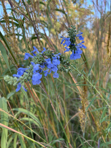 giant blue sage