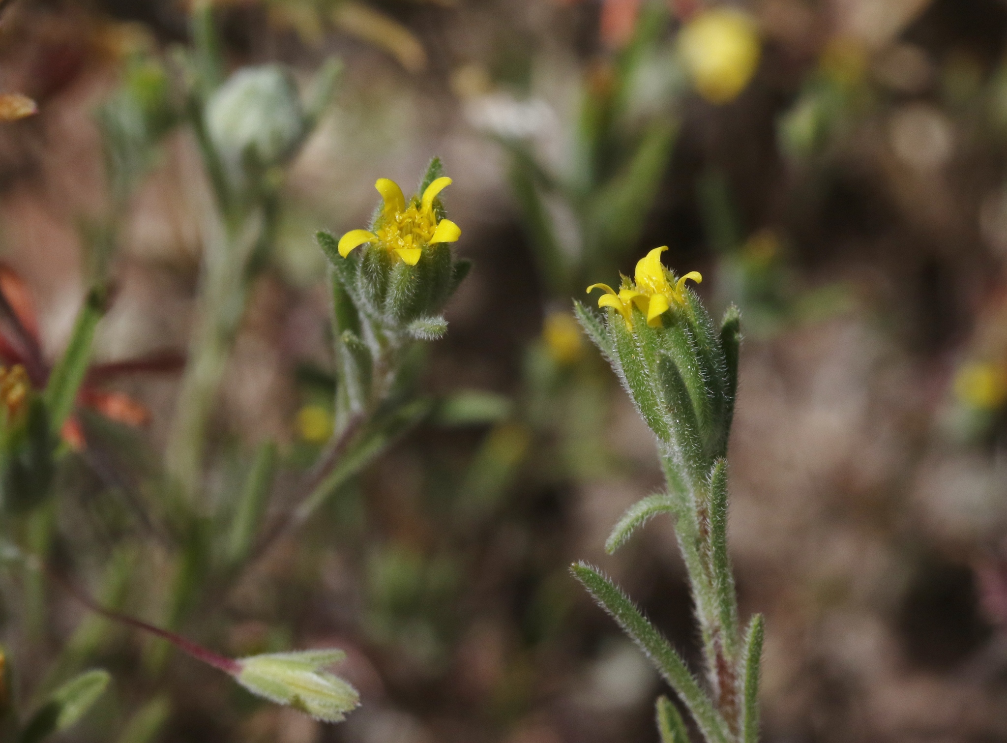 Rigiopappus leptocladus