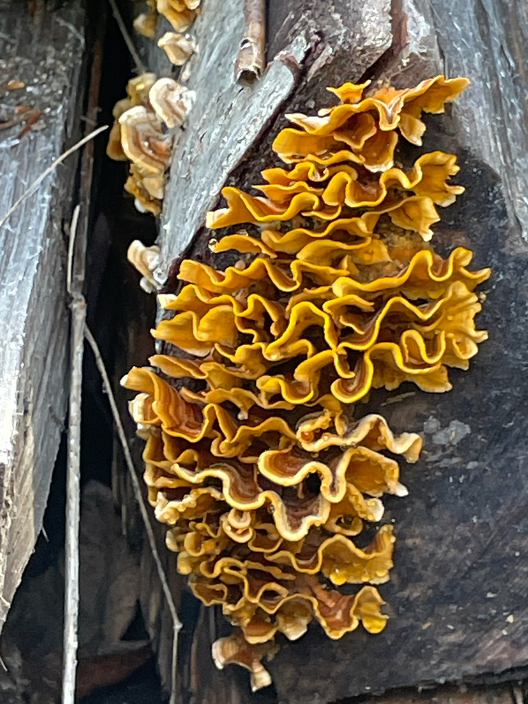 crowded parchment · September 2026 · photo: Photo: (c) Bobby McCabe, some rights reserved (CC BY) · iNaturalist