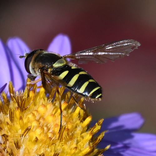 Black-margined Flower Fly