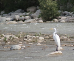 Ardea alba