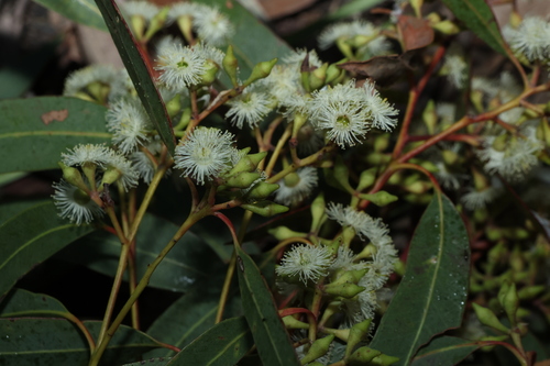 Eucalyptus siderophloia, photograph 3