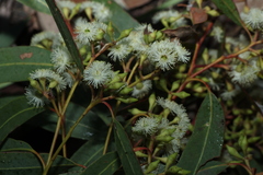 Eucalyptus siderophloia, photograph (c) Greg Tasney, some rights reserved (CC BY-SA)