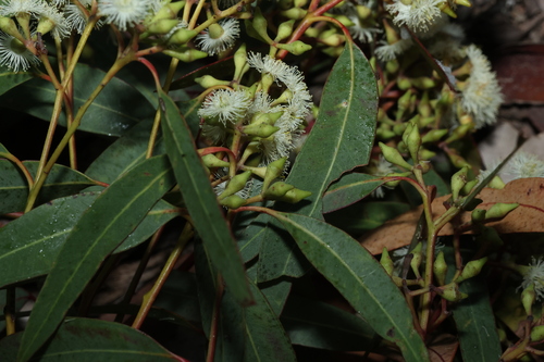 Eucalyptus siderophloia, photograph 2