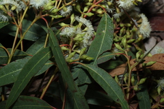 Eucalyptus siderophloia, photograph (c) Greg Tasney, some rights reserved (CC BY-SA)