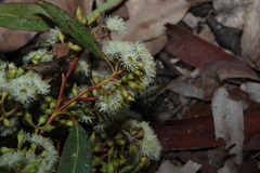 Eucalyptus siderophloia