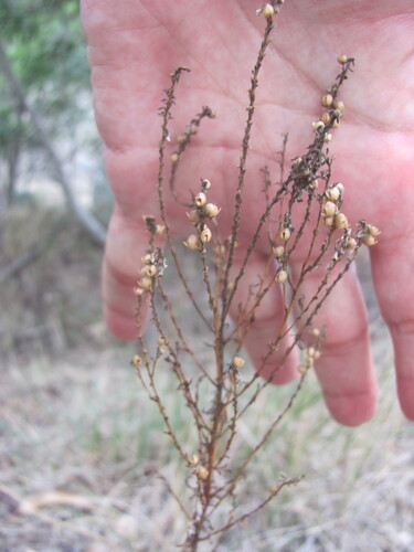 Anarrhinum bellidifolium