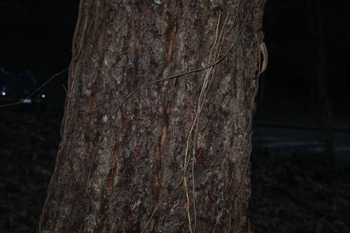 Eucalyptus siderophloia, photograph 1
