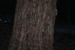 Eucalyptus siderophloia, photograph (c) Greg Tasney, some rights reserved (CC BY-SA)