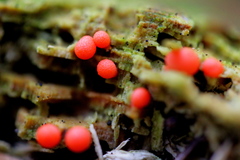 Lycogala exiguum