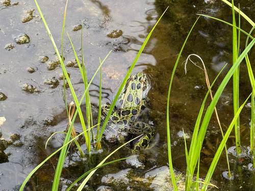 Northern Leopard Frog