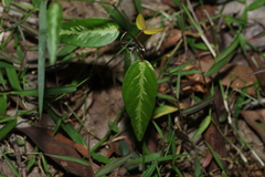 Passiflora pallida, photograph (c) Greg Tasney, some rights reserved (CC BY-SA)