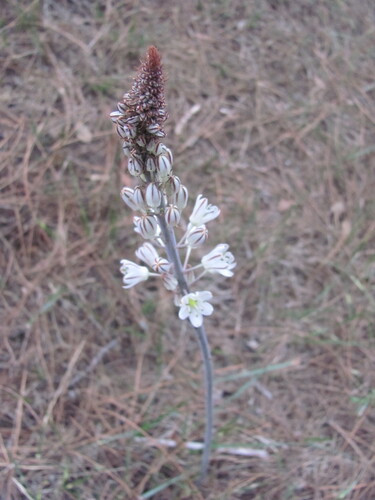 Drimia maritima