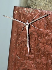 Hellinsia longifrons