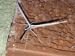 Hellinsia longifrons