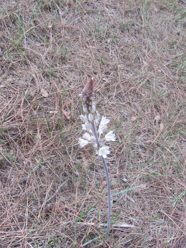 Drimia maritima