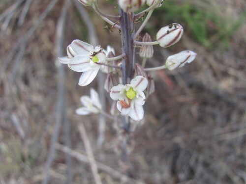Drimia maritima