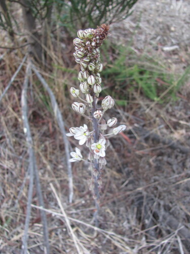 Drimia maritima