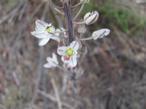Drimia maritima