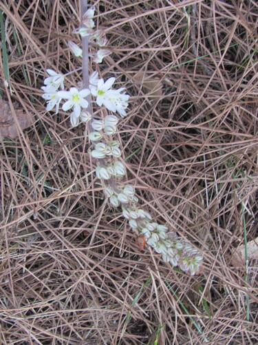 Drimia maritima