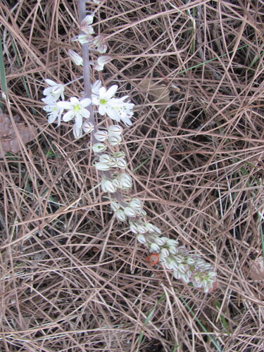 Drimia maritima