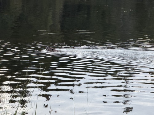 American Beaver