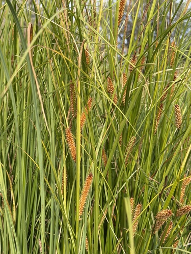 Northwest Territory sedge