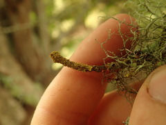 Teloschistes xanthorioides