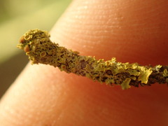 Teloschistes xanthorioides