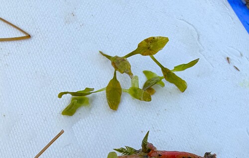 Ivy-leaved Duckweed
