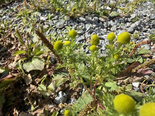 pineapple-weed