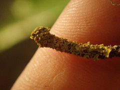 Teloschistes xanthorioides