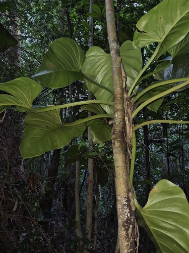 Philodendron fragrantissimum