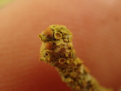 Teloschistes xanthorioides