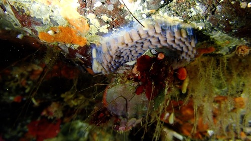 Fusitriton oregonensis observed 2026-08-25