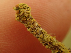 Teloschistes xanthorioides