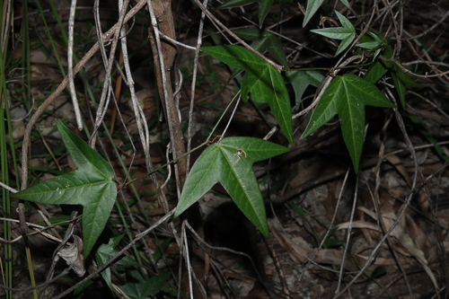 Passiflora suberosa, photograph 6