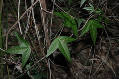 Passiflora suberosa, photograph (c) Greg Tasney, some rights reserved (CC BY-SA)