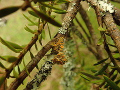 Teloschistes sieberianus
