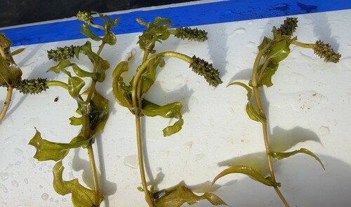 Richardson's pondweed