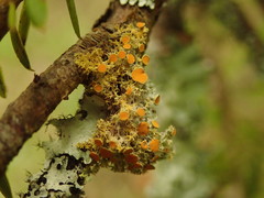 Teloschistes sieberianus