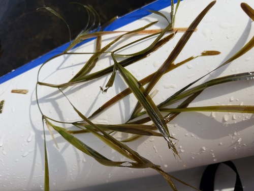 eel-grass pondweed