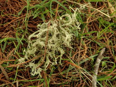 Ramalina geniculata