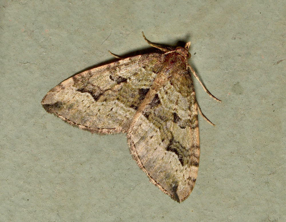 Epyaxa