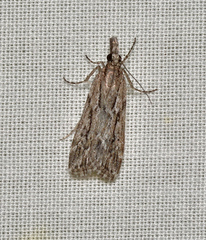 Scoparia plagiotis
