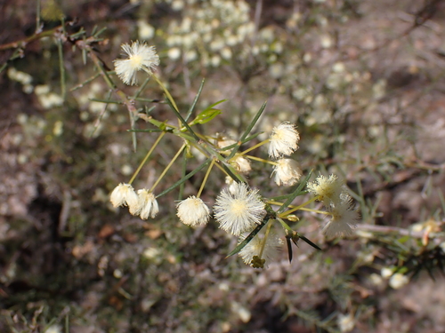 Acacia genistifolia