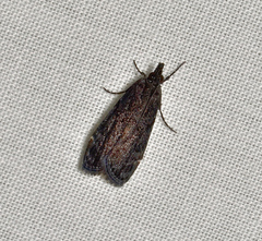 Scoparia anthracias