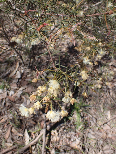 Acacia genistifolia, photograph 1