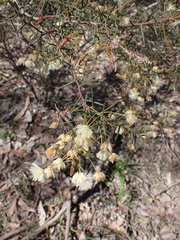 Acacia genistifolia, photograph (c) Nina Kerr, some rights reserved (CC BY)